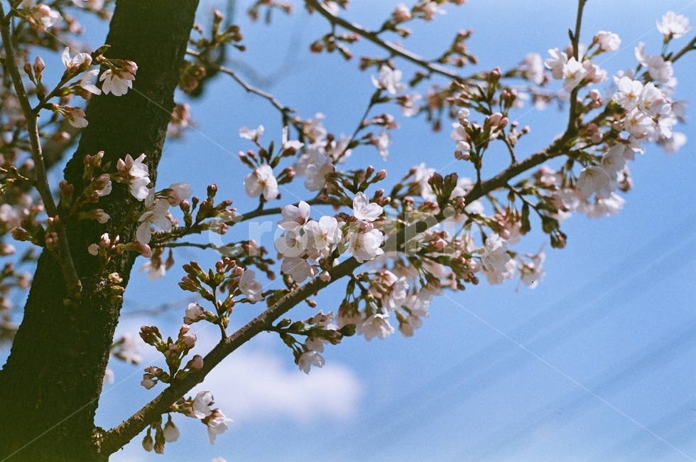 plant,식물,벚꽃,체리블라섬,cherryblossom