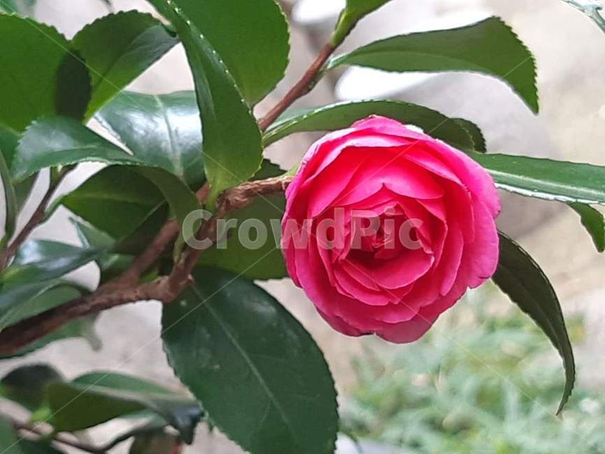 장미,rose,아침,핑크,pink