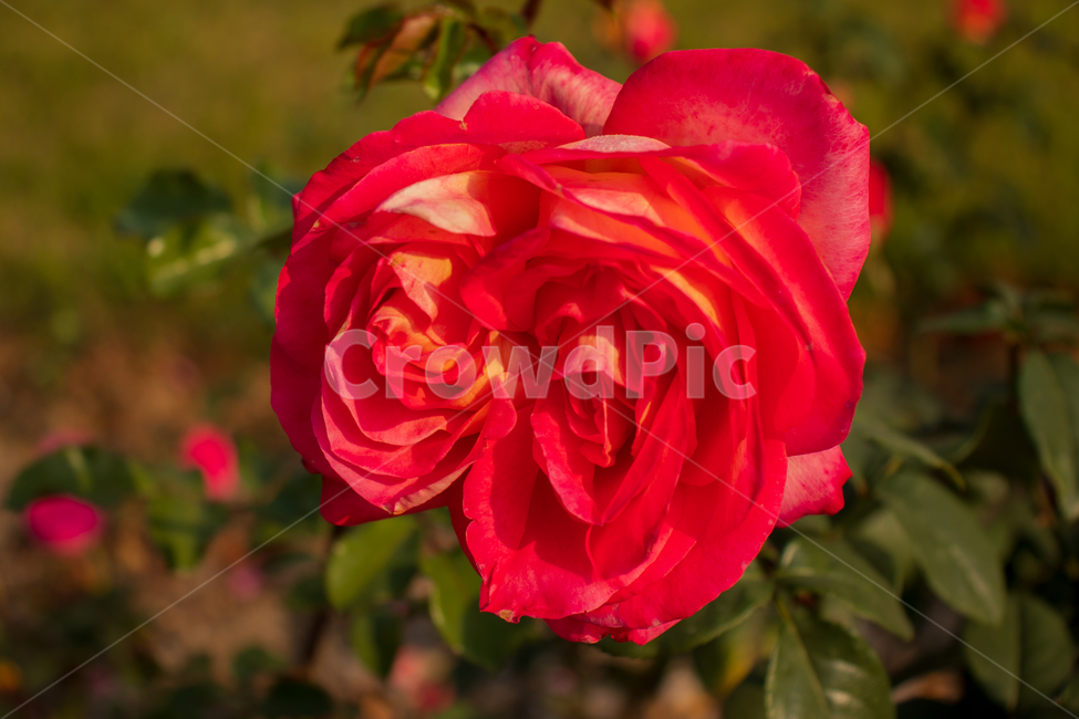 장미,rose,장미꽃,샴쌍둥이장미,꽃,봄,들장미,야생장미,로즈,레드로즈,빨간장미,붉은장미,식물,자연,여름,꽃잎,잎,만개,만발,샴쌍둥이꽃,샴쌍둥이,야생,들,로맨틱,로맨스,사랑,낭만적인,낭만,아름다움,아름다운,미,siamesetwin,siamesetwins,siamesetwinrose,siamesetwinflower,공원,야외,정원,뜰,가든,계절,배경,바탕,레드,빨강,빨간색,백그라운드,flower,flowers,roses,spring,summer,red,redrose,wildrose,plant,nature,natural,bloom,blooming,blossom,romantic,romance,love,garden,petal,beautiful,beauty,green,leaf,leaves,컬러,color,wild,season,outdoor,outdoors,background