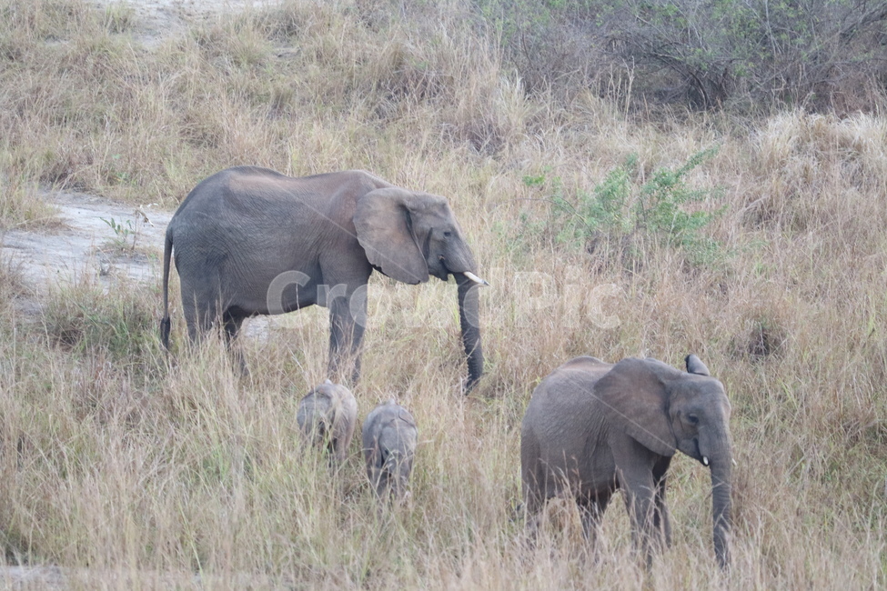 아프리카,사파리,자연,코끼리,코끼리가족,africa,safari,동물,animal,포유류,mammal