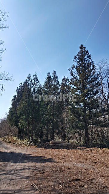 나무,숲,tree,plant,자연,옥외,nature