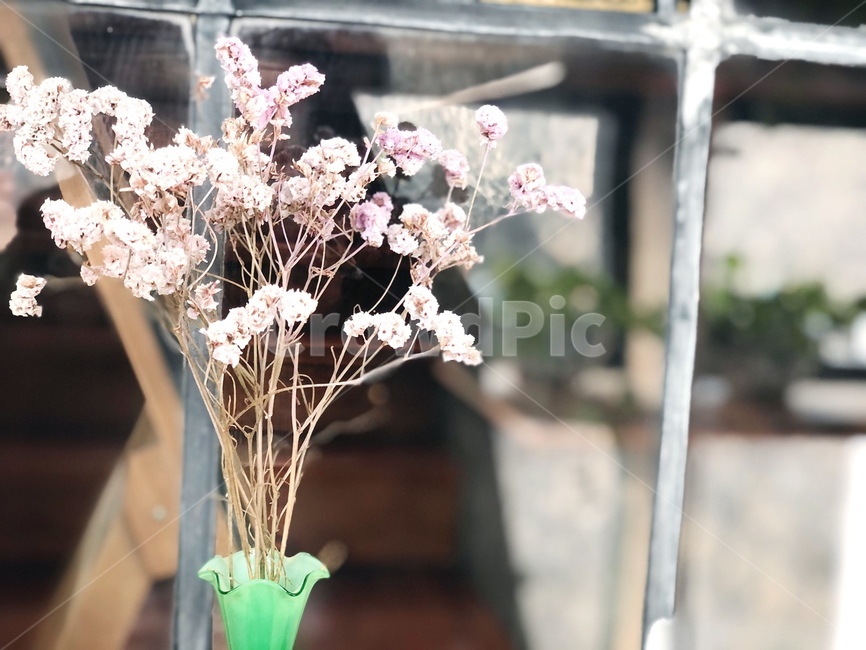 식물,plant,blossom,꽃,flower,꽃꽂이,flowerarrangement,flowerbouquet,꽃부케