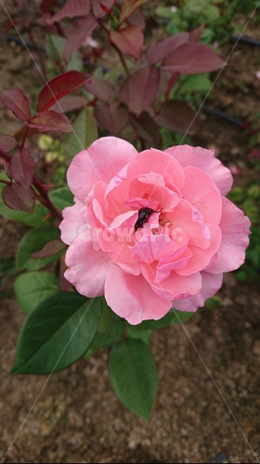 장미,식물,rose,flower,꽃,식물,자연,plants,nature,꽃,flower