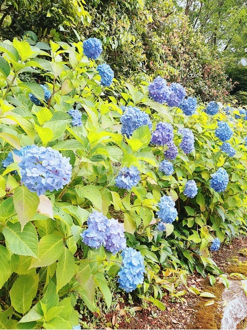 plant,식물,blossom,수국,파랑,꽃