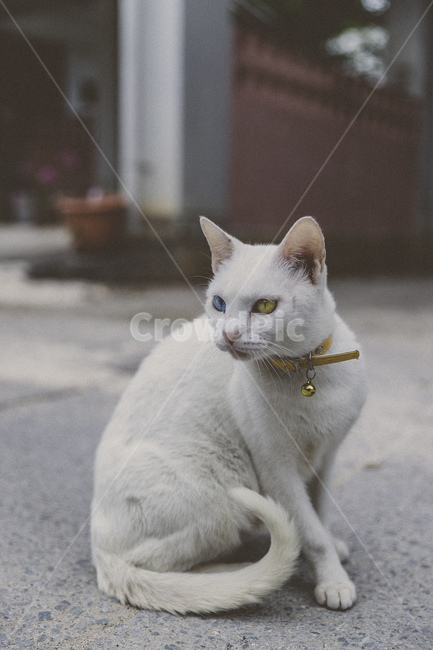 고양이,길고양이,동물,animal,cat,동물,animal,고양이,cat,kitten,kitty