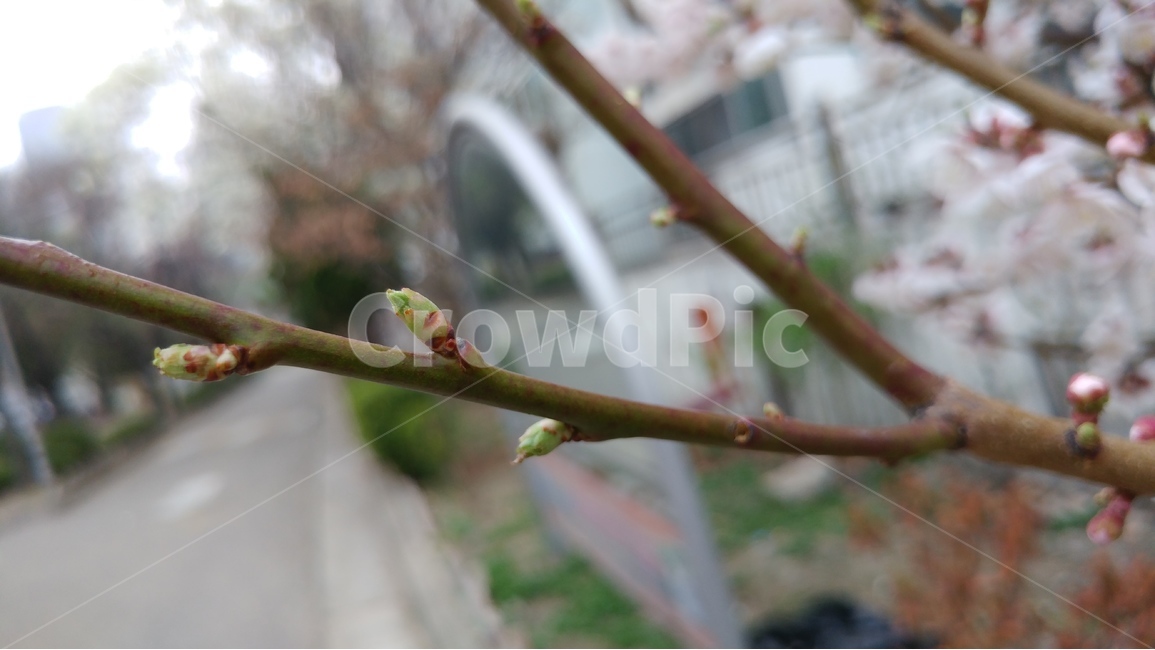 벚꽃,봄,흰색,자연,생명,새싹,봉오리,봄,계절,spring,season,식물,자연,plants,nature