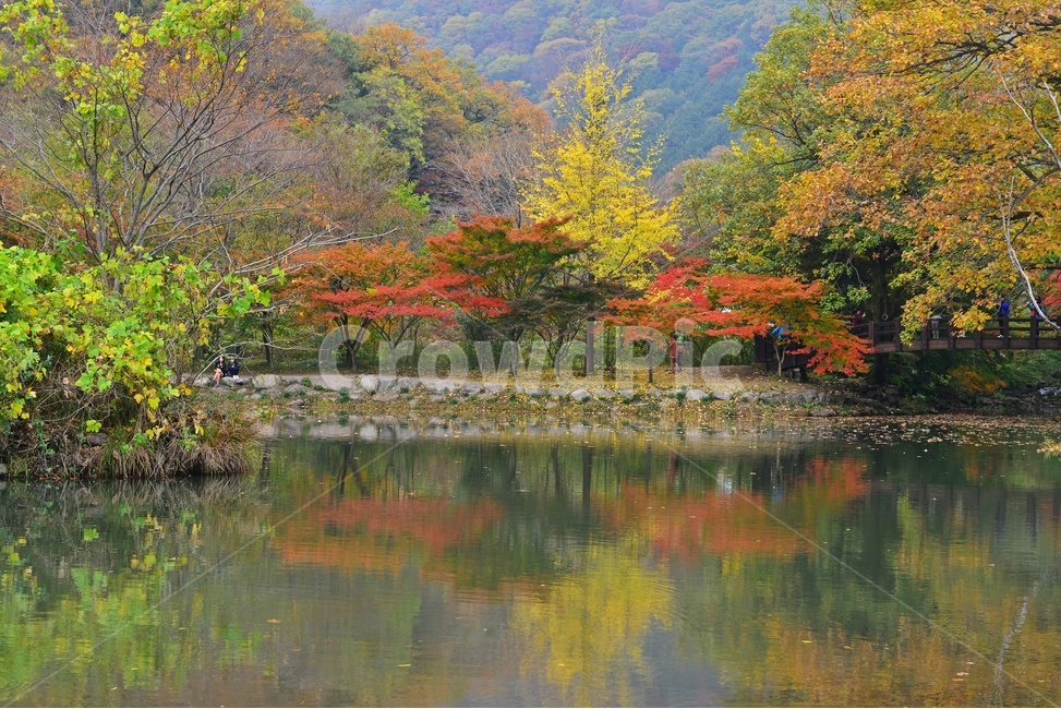 장성,백양사,백암산,추색,백양사가을,가을,계절,추경,단풍,연못,반영,단풍잎,만추,plant,식물,tree,나무,nature,자연,water,물,outdoors,옥외,은행나무,가을,계절,fall,autumn,season