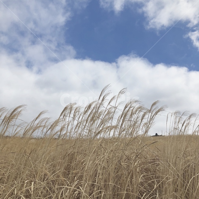하늘,제주도,갈대,자연,풍경,가을,계절,fall,autumn,season,자연,풍경,nature,landscape,grass,잔디,plant,식물