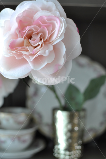plant,식물,rose,blossom,flower,꽃,한송이,꽃배경,앤틱로즈,빈티지,꽃봉오리,감성,피오나