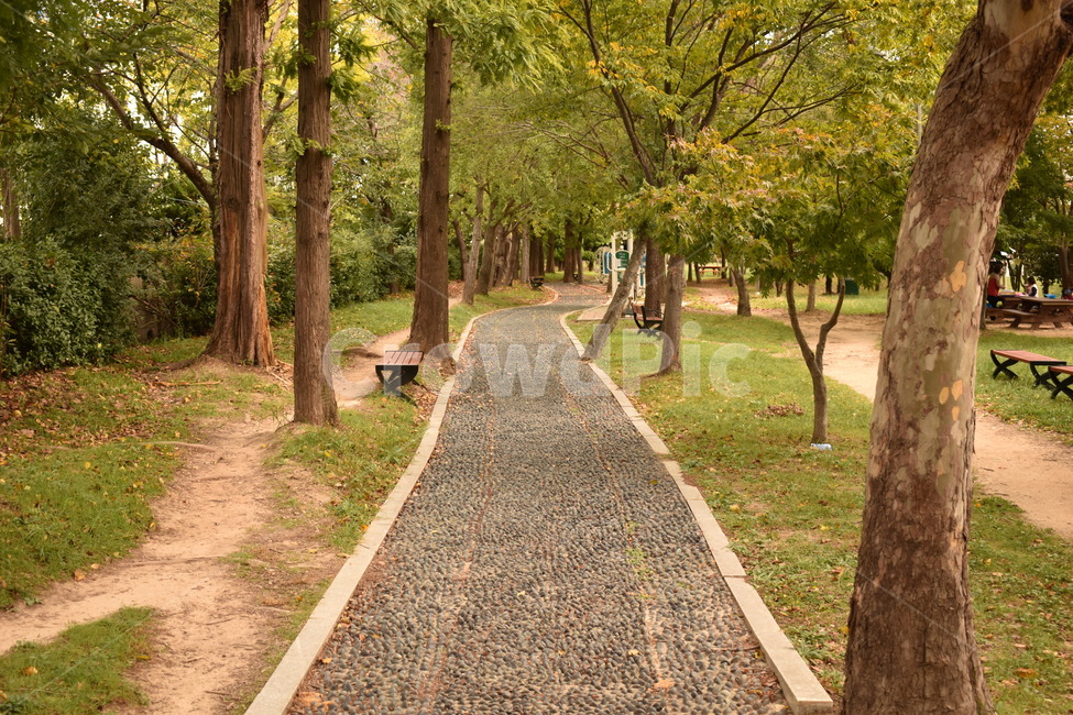 지압길,나무,길,자갈,공원,자연,풍경,nature,landscape