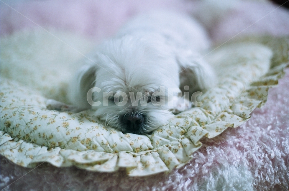 강아지,말티즈,반려견,개,누워있는강아지,귀여운강아지,귀여움,dog,동물,멍멍이,댕댕이,애완견,animal,포유류,가족,동물,animal,포유류,mammal,개,강아지,dog,doggy