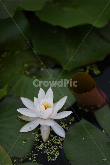 꽃,연꽃,식물,여름,연잎,식물,자연,plants,nature,꽃,flower