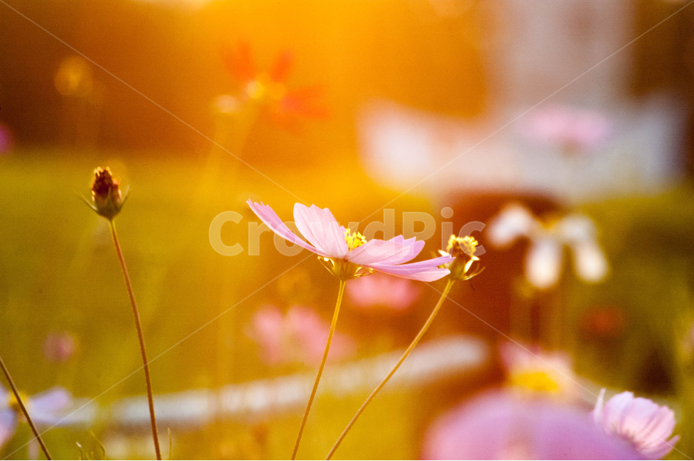 자연,꽃,여름,풍경,가을,가을,계절,fall,autumn,season,식물,자연,plants,nature,꽃,flower,감성,sensible,feeling,휴식,힐링,rest,relaxation,healing,plant