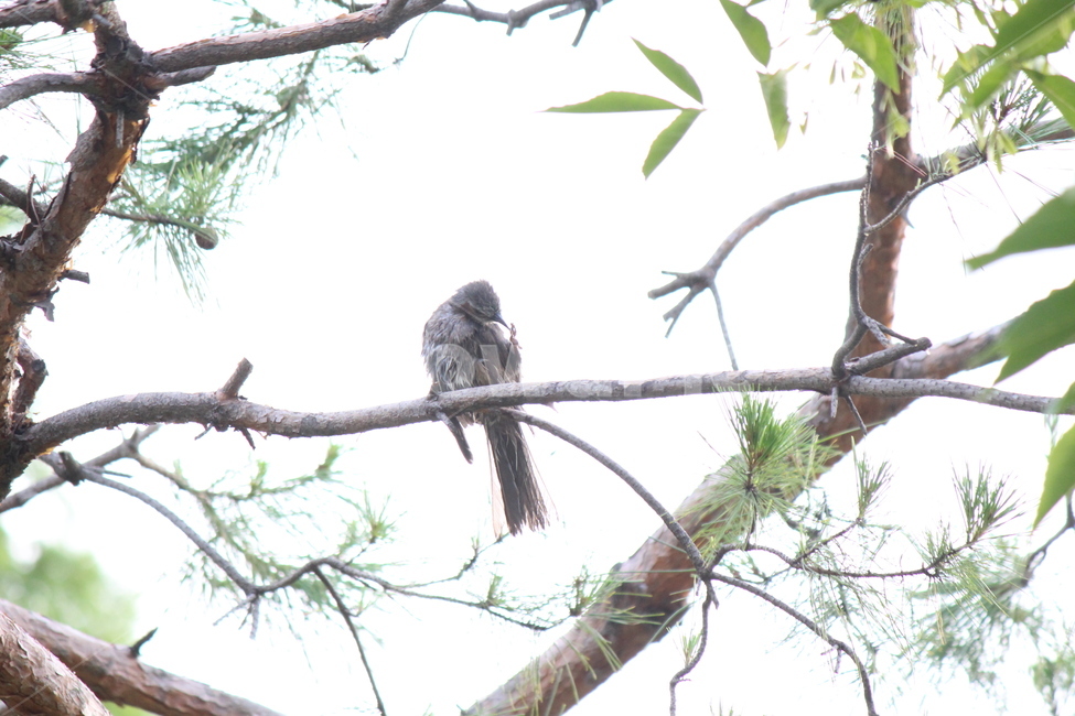 animal,동물,bird,새,accipiter,매,더위,목욕,샤워,shower,hot,동물,animal,조류,새,birds