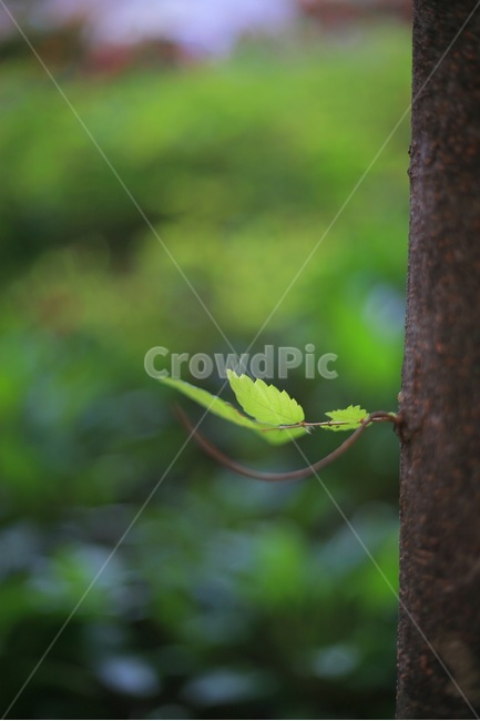 자연,초여름,초록,나무,나뭇잎,나무줄기,식물,자연,plants,nature