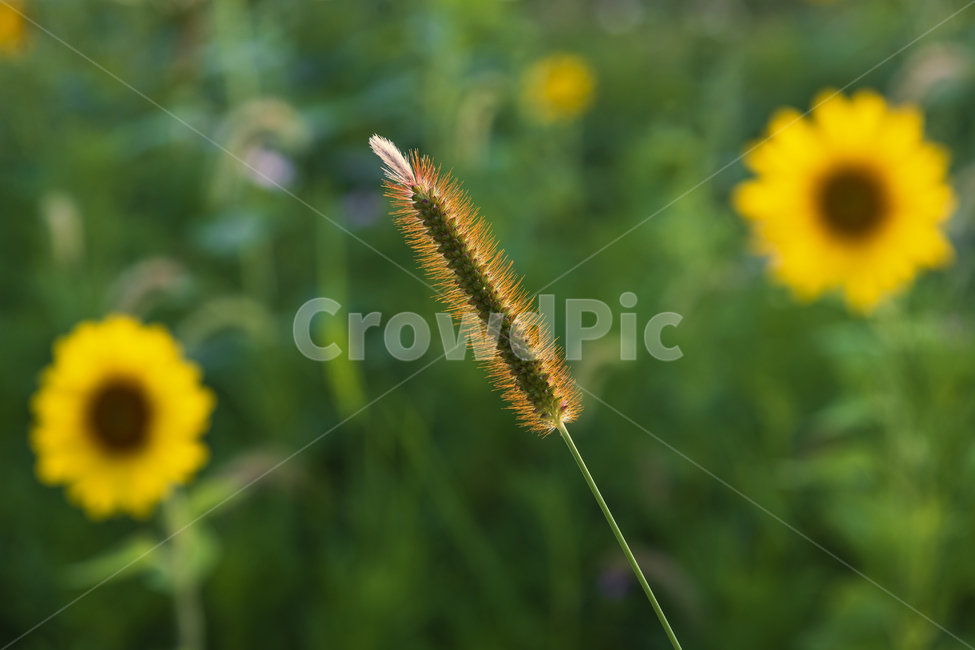 해바라기,자연,plant,식물,공원