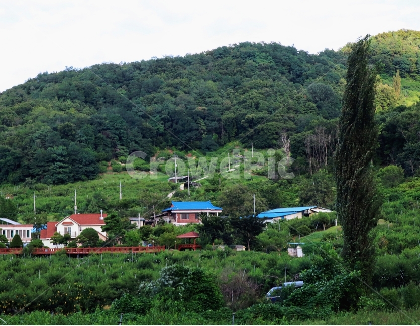 미루나무,여름,풍경,충북,음성,시골,마을,풍경,landscape,country,rural,town