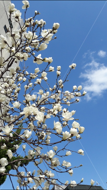 하늘,예쁜,구름,청명한,봄,봄,계절,spring,season,식물,자연,plants,nature,꽃,flower,plant,blossom
