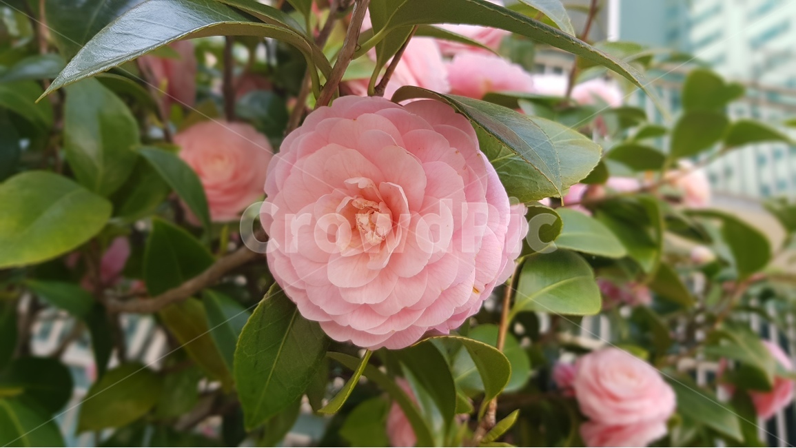 동백,꽃,핑크,분홍,봄,flower,식물,자연,plants,nature,꽃,flower