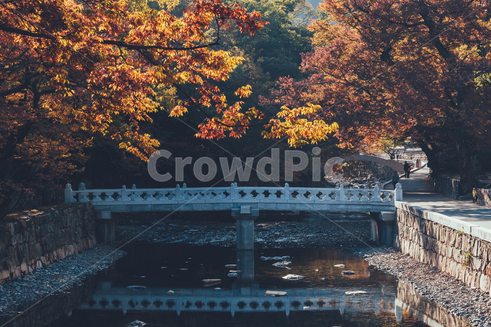 절,통도사,가을,단풍,낙엽,감성,가을,계절,fall,autumn,season,자연,풍경,nature,landscape,한국자연풍경,한국자연경관,korea nature landscape,plant,식물,tree,나무,road,도로