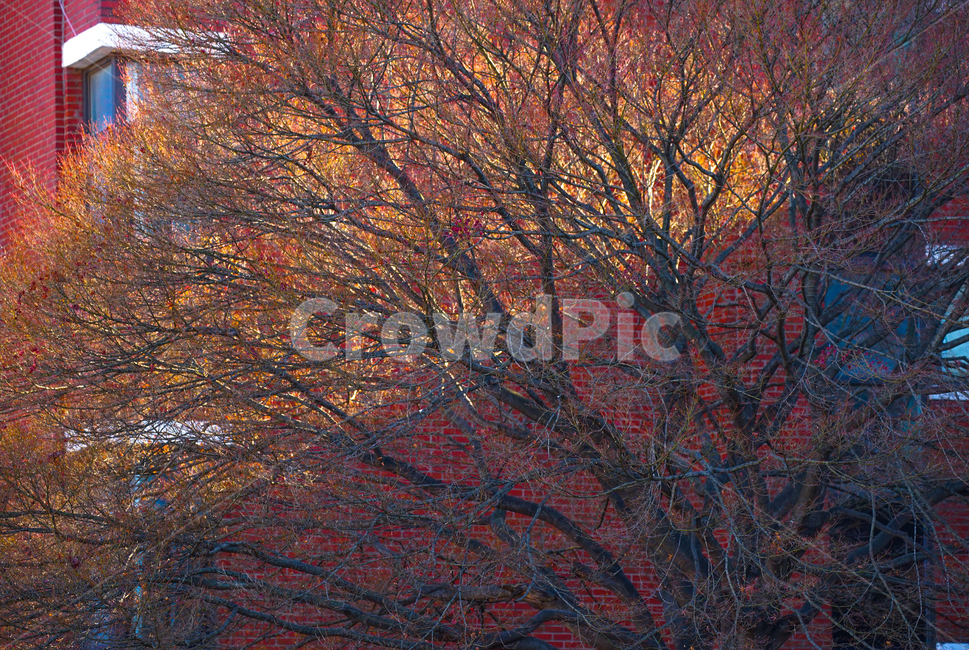 겨울,나무,햇살,자연,식물,식물,자연,plants,nature,나무,trees,wood