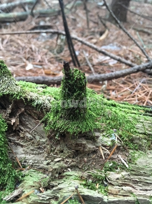나무,이끼,풀,자연,가지,나뭇가지,식물,자연,plants,nature