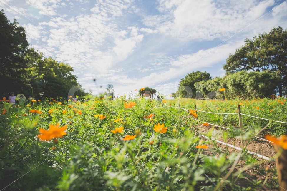 올림픽공원,들꽃마루,flower,sky,파란,감성,주황,녹색,자연,풍경,nature,landscape,감성,sensible,feeling,grassland,목초지,field,들,outdoors,옥외,rural,농촌,farm,농장,meadow