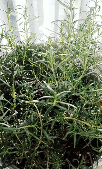 plant,식물,허브,로즈마리,식용허브,향기