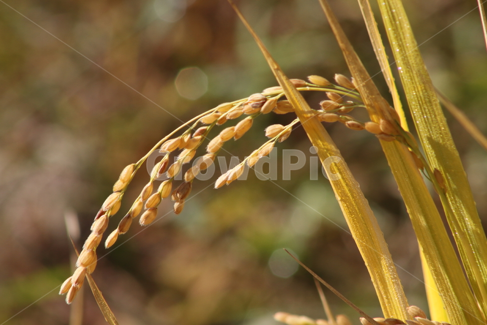 벼,곡물,쌀,농작물,oryzasativa,곡류,곡식,cereals,산업,industry,industrial,농업,농사,agriculture,farming,farming industry