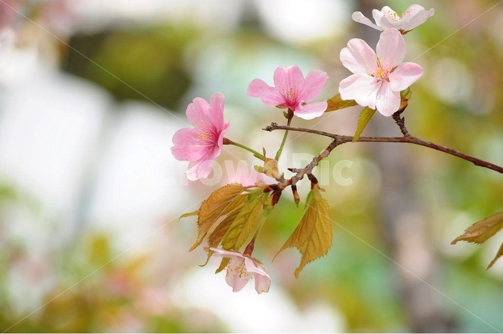 벚꽃,분홍꽃,그린,산벚꽃,겹벛꽃,봄,계절,spring,season,식물,자연,plants,nature,꽃,flower,plant