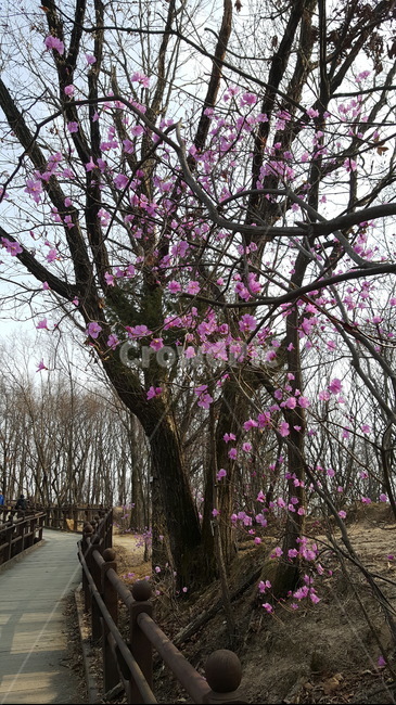 나무,봄,진달래,분홍,꽃,분홍꽃,거리,숲,식물,자연,plants,nature,꽃,flower,나무,trees,wood