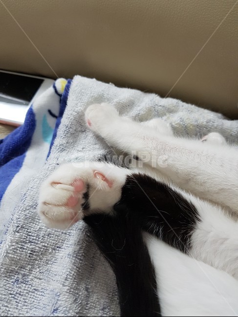 고양이,검정,흰색,검은색꼬리,핑크색코,발톱,동물,animal,포유류,mammal,고양이,cat,kitten,kitty