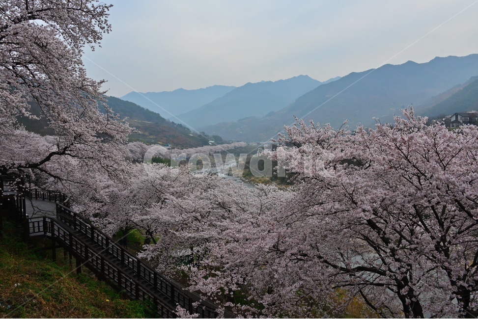blossom,flower,꽃,cherryblossom,벚꽃,plant,식물,tree,나무,treetrunk,나무줄기,경남,하동,섬진강변,벚꽃길,화개십리벚꽃길,십리벚꽃길
