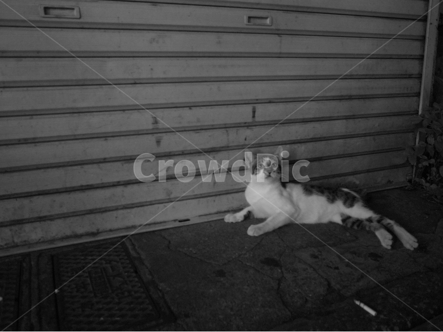 고양이,길고양이,흑백,cat,shutter,셔터,골목,길,동물,동물,animal,포유류,mammal,고양이,cat,kitten,kitty,흑백,모노톤,monochrome,black and white