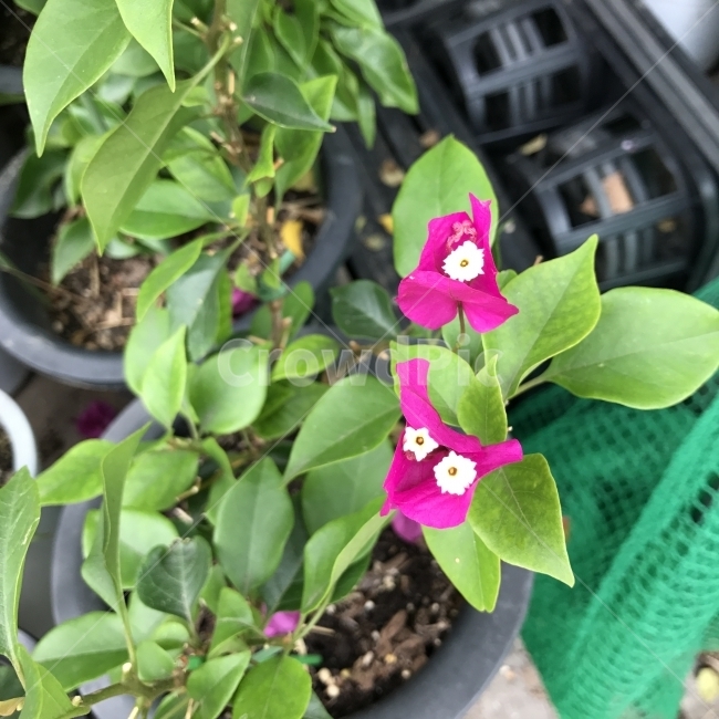부겐빌레아,부겐베리아,부겐빌리아,Paperflower,Bougainvillea,관목,분꽃과,종이꽃,꽃,Flower,식물,자연,식물,자연,plants,nature,꽃,flower