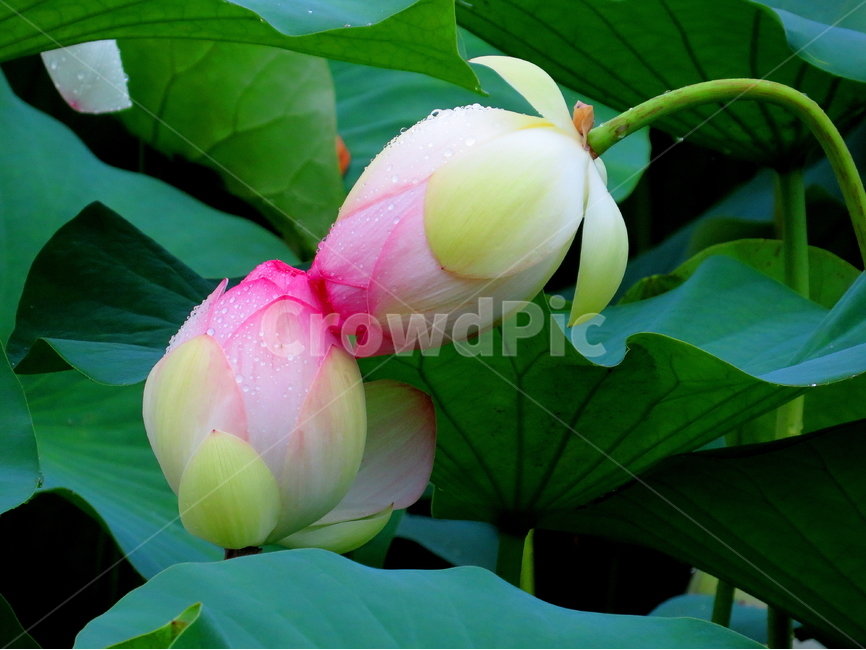 꽃,식물,연꽃,자연,lotus,식물,자연,plants,nature,꽃,flower