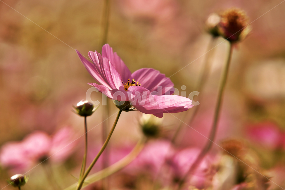 코스모스,가을,계절,꽃,식물,야생화,꽃밭,핑크,분홍색,식물,자연,plants,nature,꽃,flower