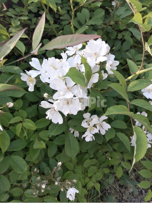 꽃,봄꽃,식물,flower,봄,spring