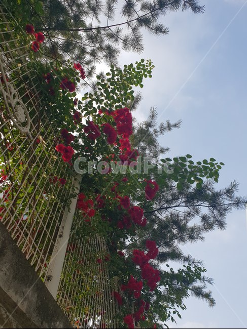 꽃,봄,봄꽃,하늘,맑음,맑은하늘,감성,정원,garden,옥외,arbour