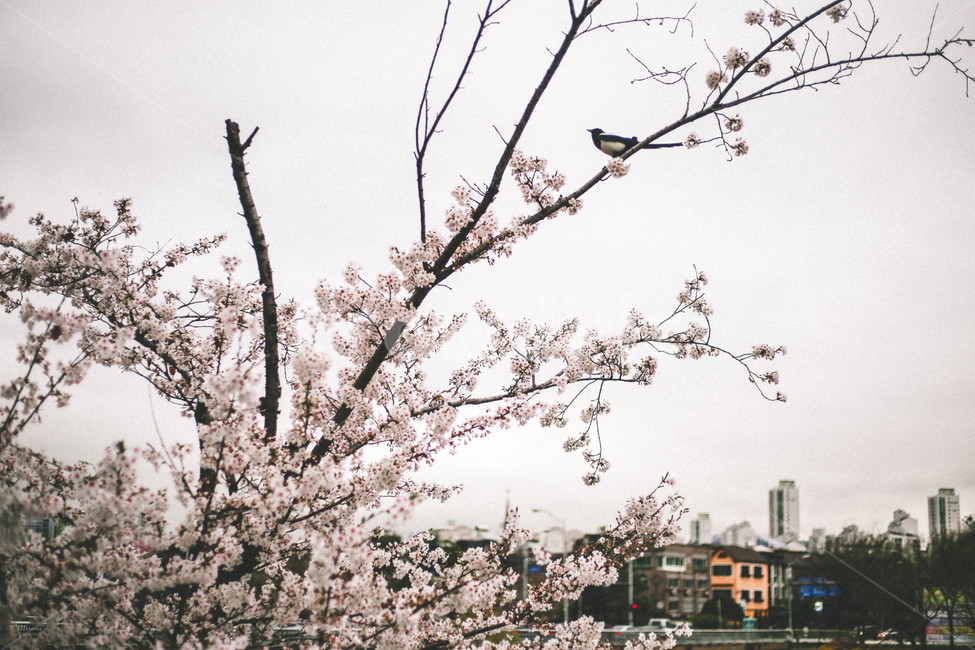 벚꽃,꽃,까치,봄,봄꽃