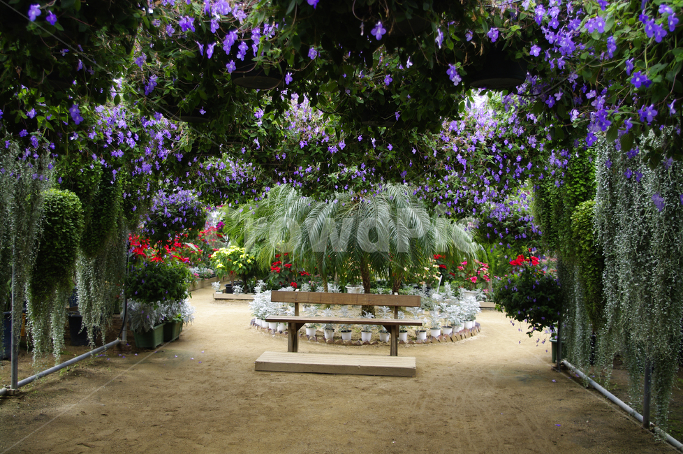 식물원,꽃,식물,flower,plant,화원,자연,풍경,nature,landscape,outdoors,옥외,arbour,정자,garden,정원
