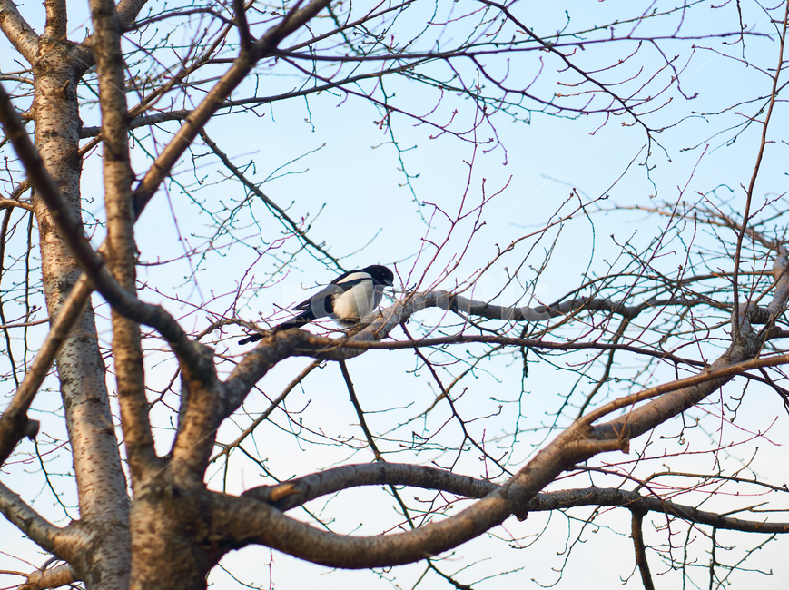 새,조류,동물,bird,까치,animal,동물보호,nature,자연,동물,animal,조류,새,birds