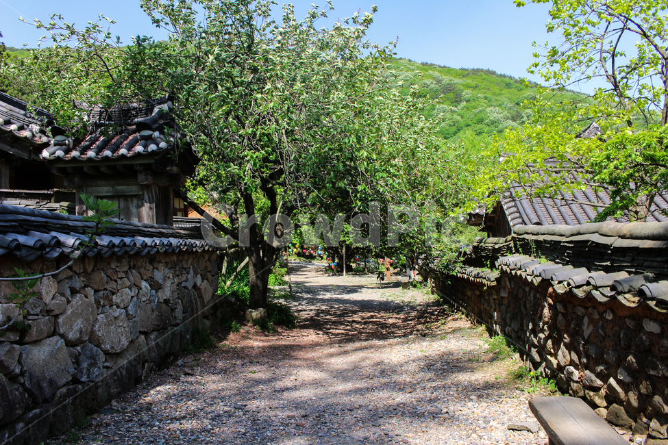덩쿨,garden,여름,한옥마을,담장,한옥,궁,palace,한국전통,한국문화,koreantraditional,koreanculture,korean,clothes,아름다운,햇빛,기와,담쟁이덩쿨,절,temple,기와집,초록색,녹색,green,싱그러운,파릇파릇,푸릇,돌담,돌담길,나무,산,trees,mountain,한옥집,silent,부처님오신날