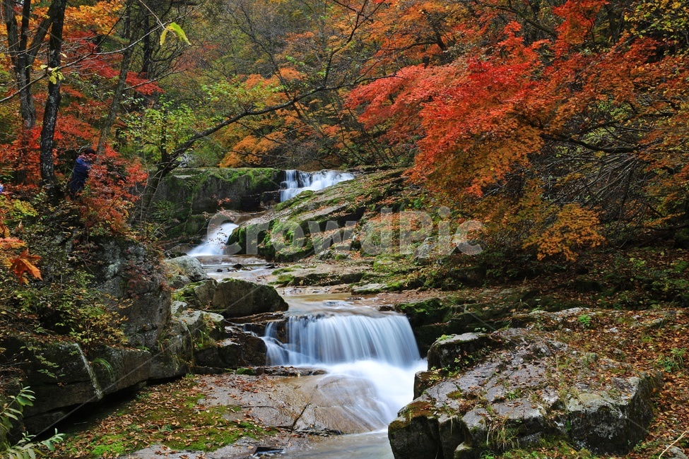 leaf,잎,tree,나무,maple,water,nature,자연,outdoors,옥외,stream,흐름,plant,식물,강원도,인제,방태산,방태산폭포,방태산가을,폭포,가을,추색,단풍,단풍잎,낙엽,만추,물흐름,계곡,가을,계절,fall,autumn,season,자연,풍경,nature,landscape