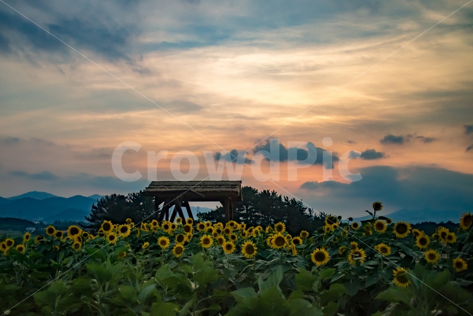 가을,해바라기,노을,구름,하늘,붉은노을,꽃,flower,사진,풍경,색감,감성,사진찍기좋은곳,해질녁,출사,미러리스,캐논,스냅,포토그래퍼,자연,풍경,nature,landscape,식물,plants,꽃,flower,plant,blossom,outdoors,옥외