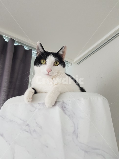 고양이,코리안숏헤어,바둑이,에어컨,쉬는양이