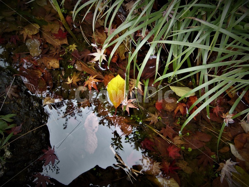 단풍,가을,물,반영,낙엽,자연,fallenleaves,autumn,water,reflection,fall,가을,계절,fall,autumn,season,plant,식물,leaf,잎
