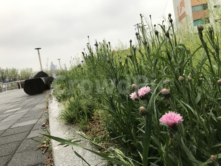 포항운하,꽃,벤치,휴식,흐린날씨,초록빛,분홍꽃,식물,자연,plants,nature,꽃,flower