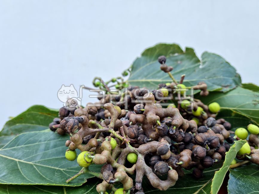 헛개나무,헛개나무열매,열매,약재,한약재,한약재료,잎,나뭇잎,헛개나무잎,plant,식물
