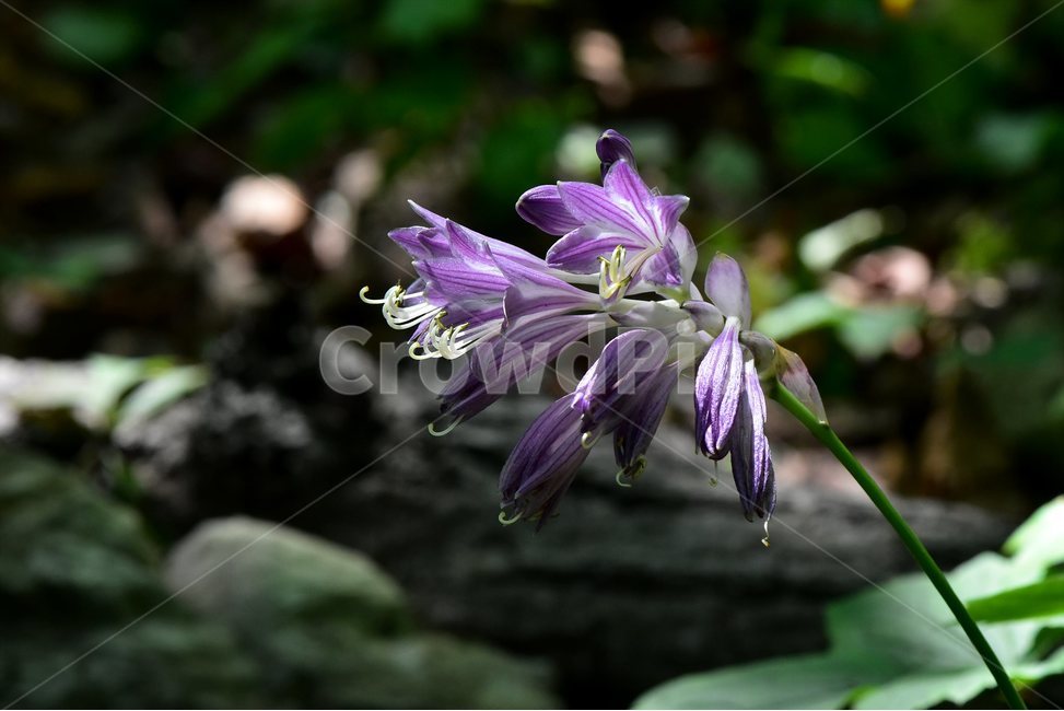 일월비비추,야생화,식물,자연,여름,생태,꽃,힐링,플라워,wildflower,flower,plants,nature,season,감성,느낌,emotion,feeling,여러해살이풀,백합과,비비추속,식물,자연,plants,nature,꽃,flower